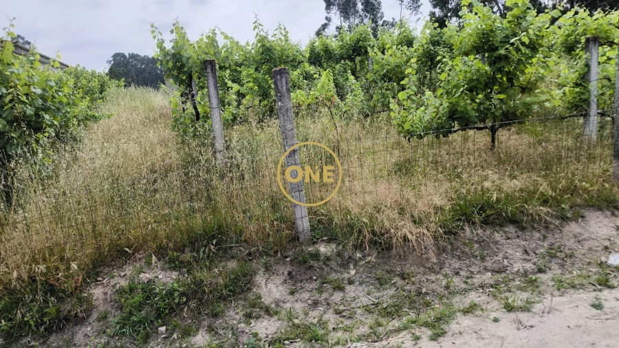 Terreno para Venda em Mogege Foto 8