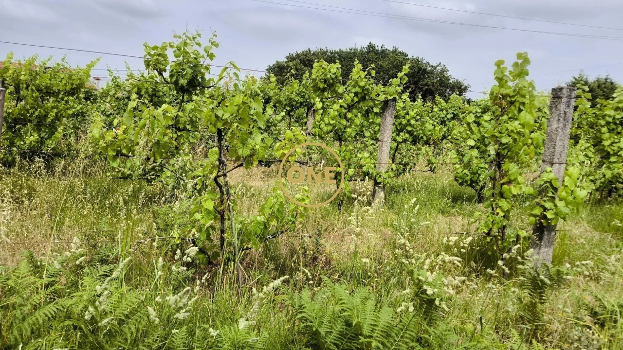 Terreno para Venda em Mogege Foto 15