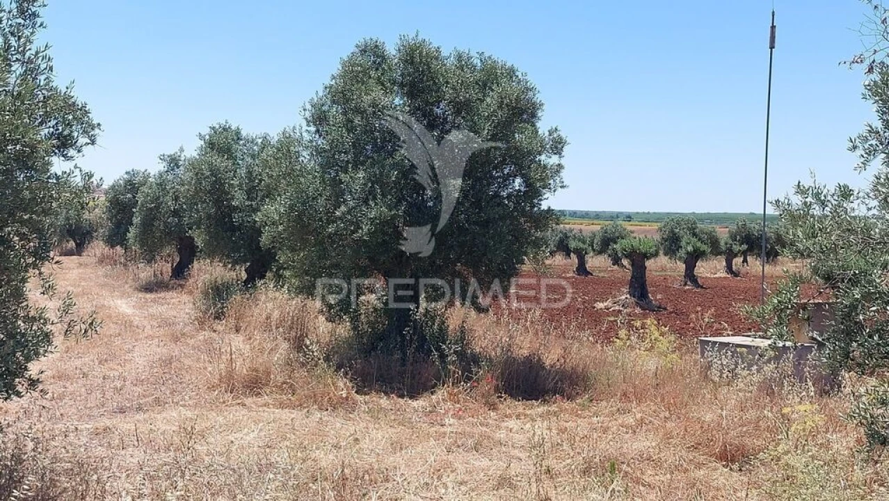 Terreno para Venda em Trigaches e São Brissos Foto 11