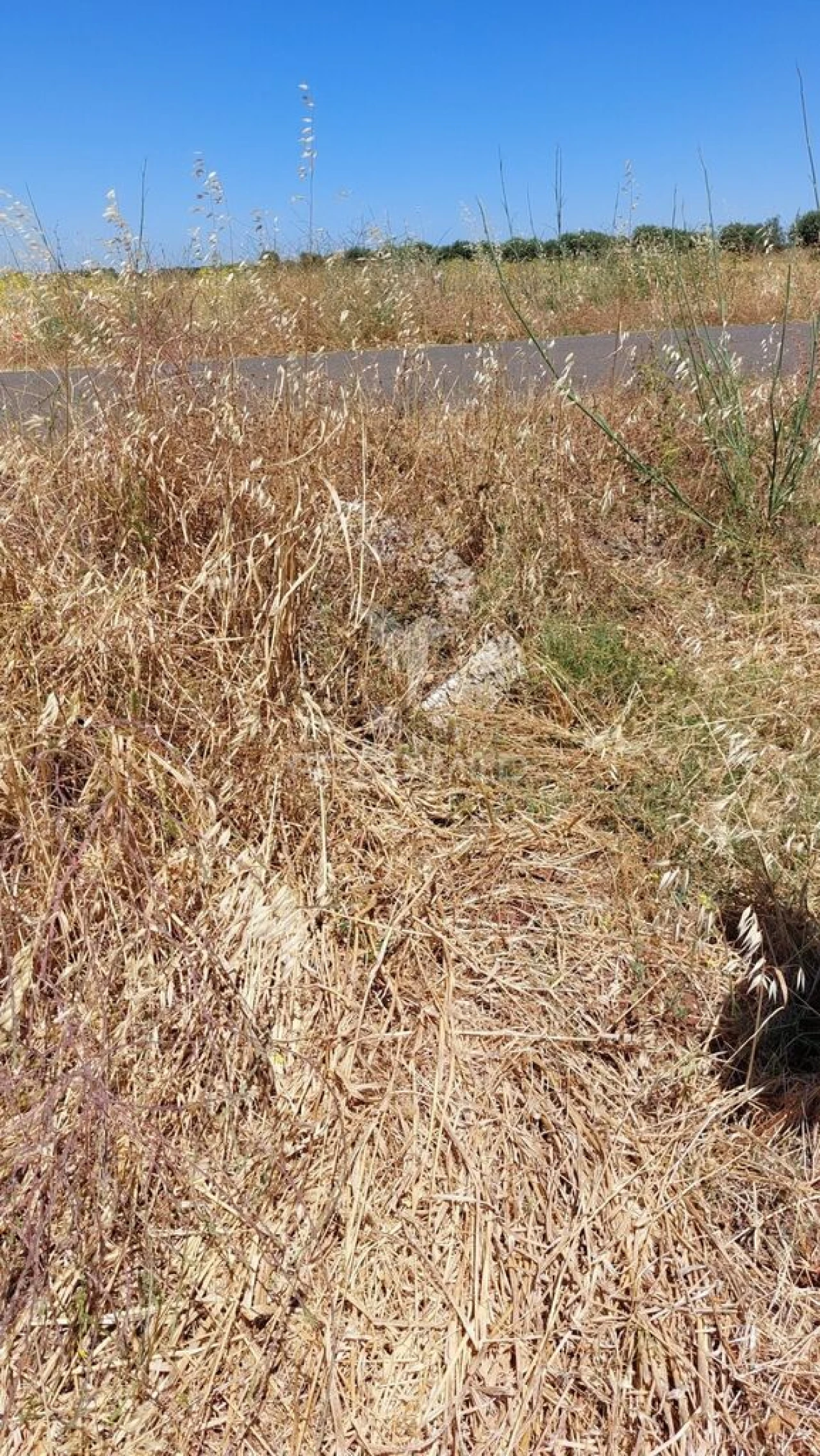 Terreno para Venda em Trigaches e São Brissos Foto 6