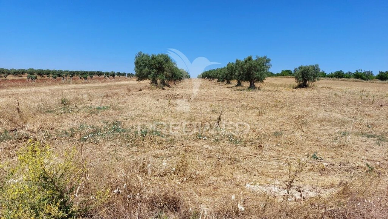 Terreno para Venda em Trigaches e São Brissos Foto 3