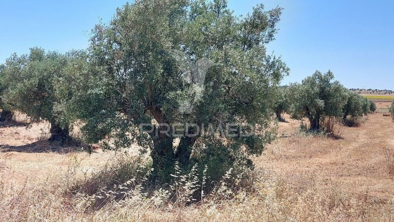 Terreno para Venda em Trigaches e São Brissos Foto 14