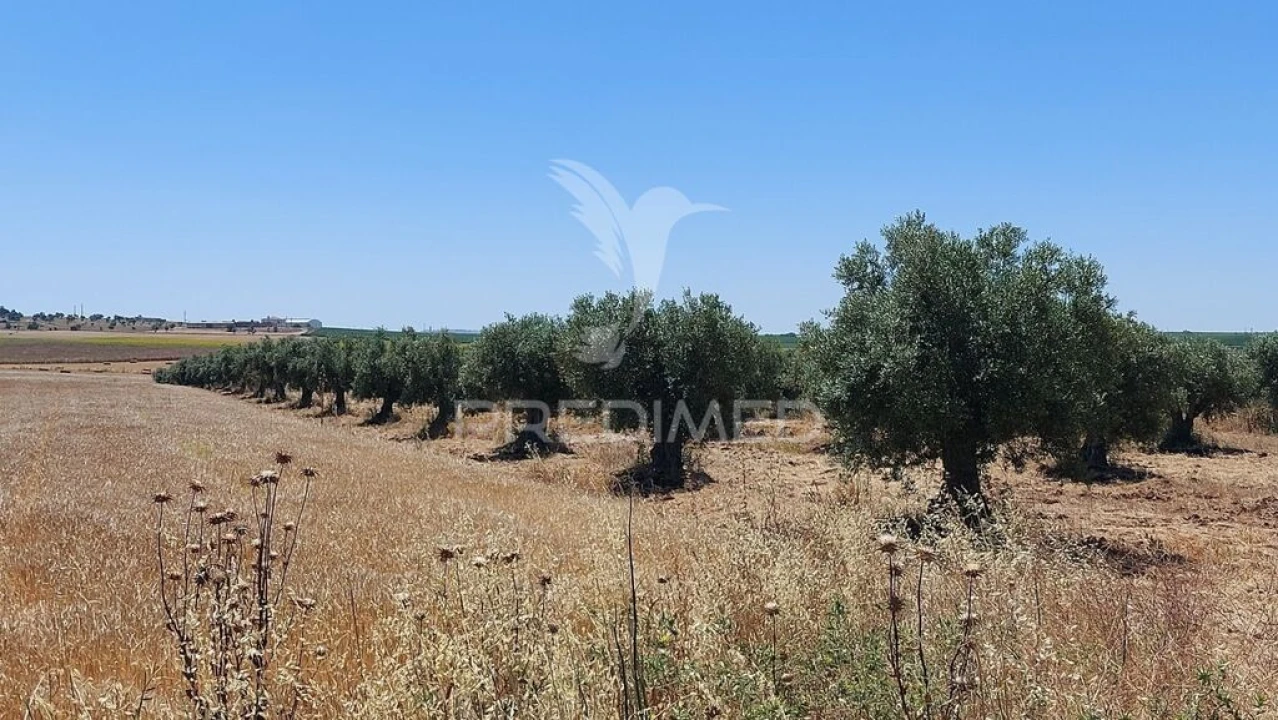 Terreno para Venda em Trigaches e São Brissos Foto 8