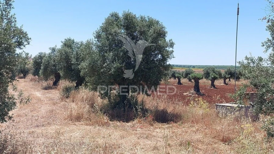 Terreno para Venda em Trigaches e São Brissos Foto 11