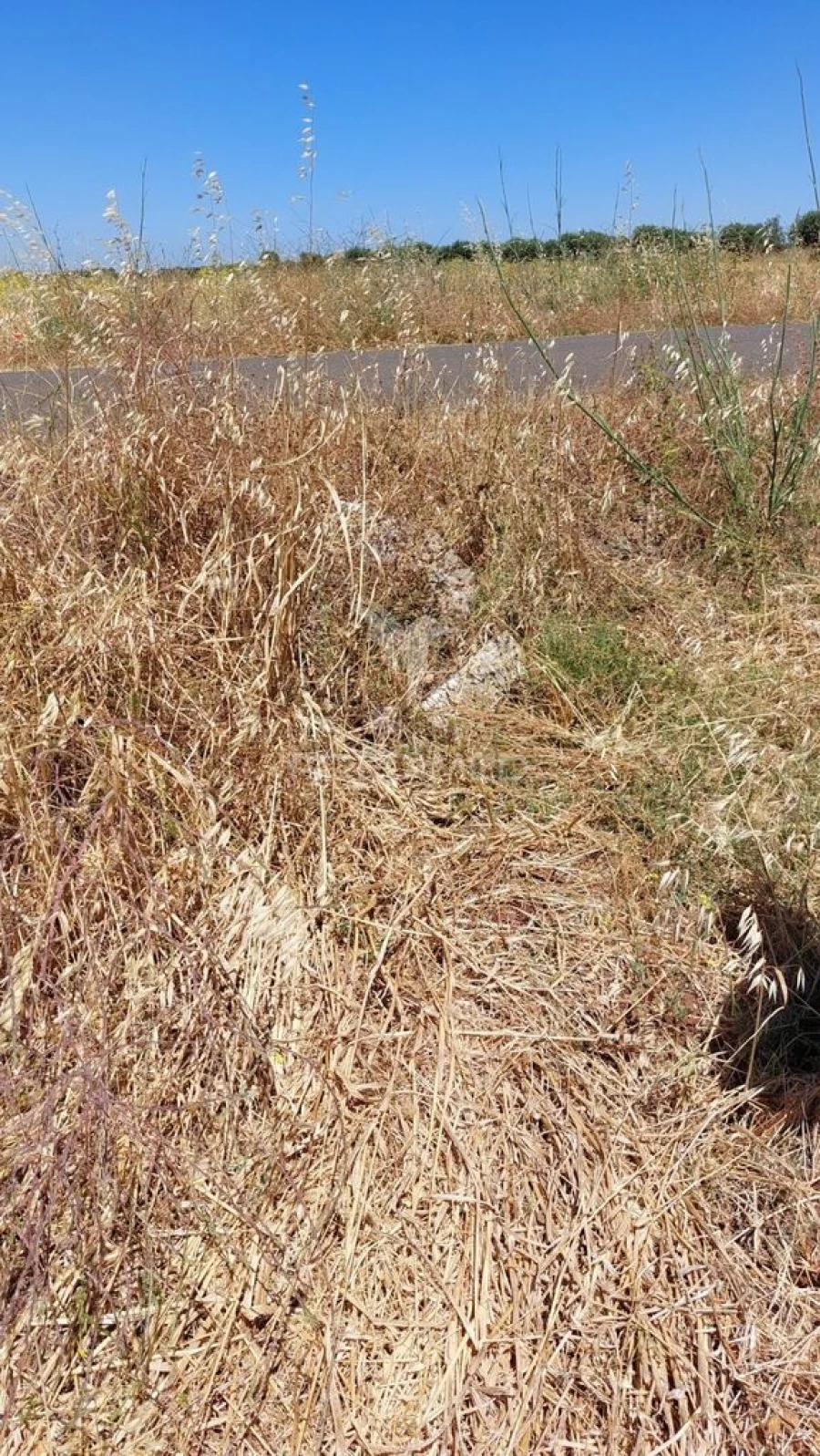 Terreno para Venda em Trigaches e São Brissos Foto 6