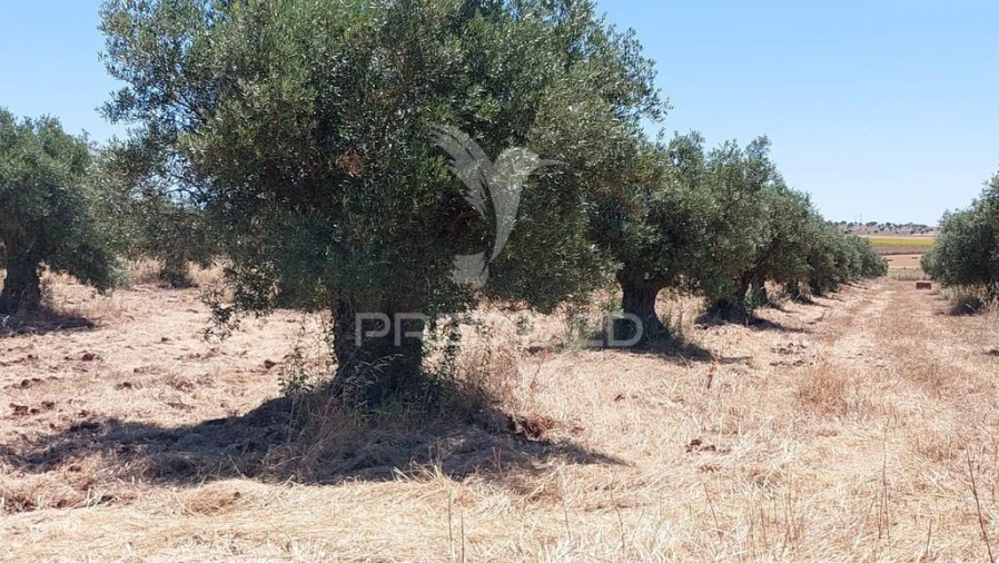Terreno para Venda em Trigaches e São Brissos Foto 17