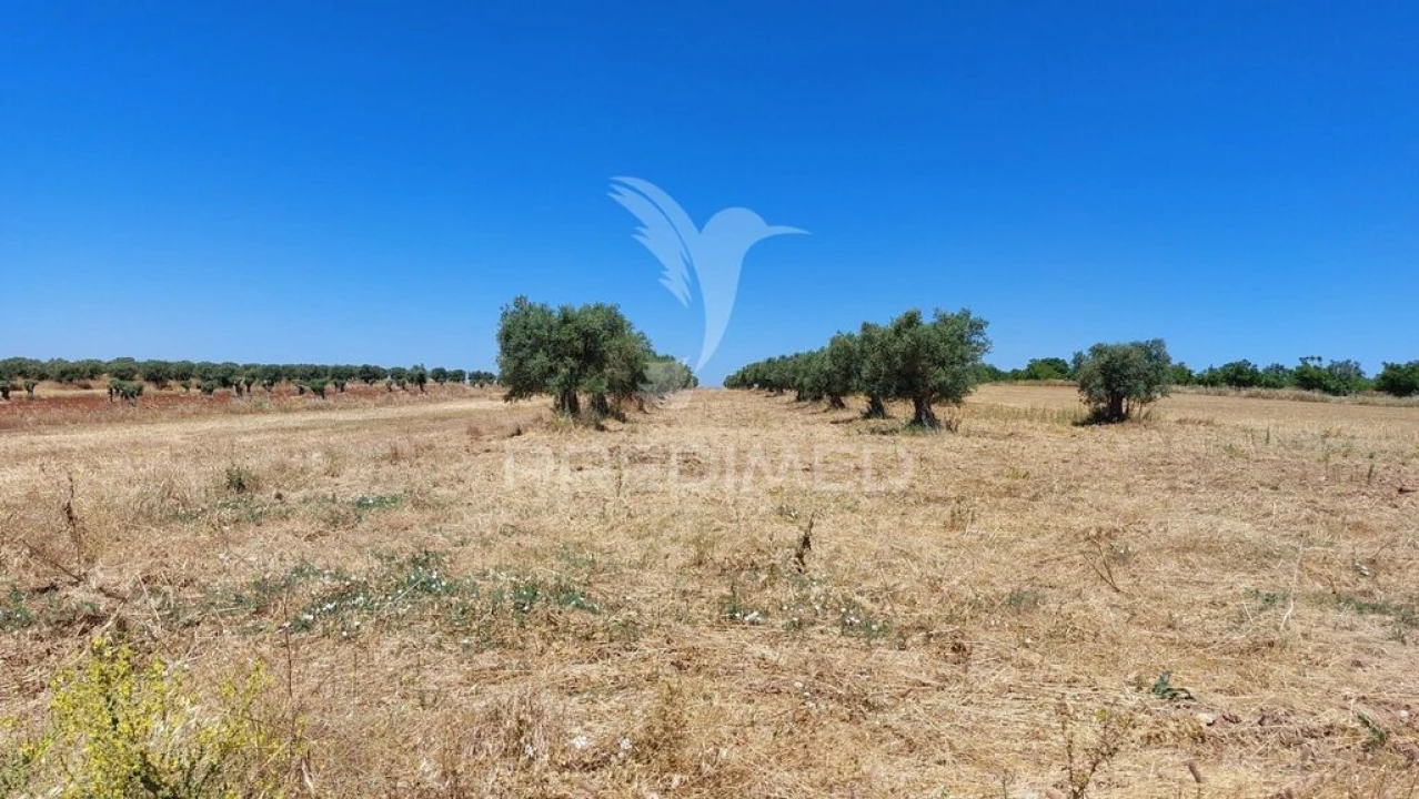 Terreno para Venda em Trigaches e São Brissos Foto 19