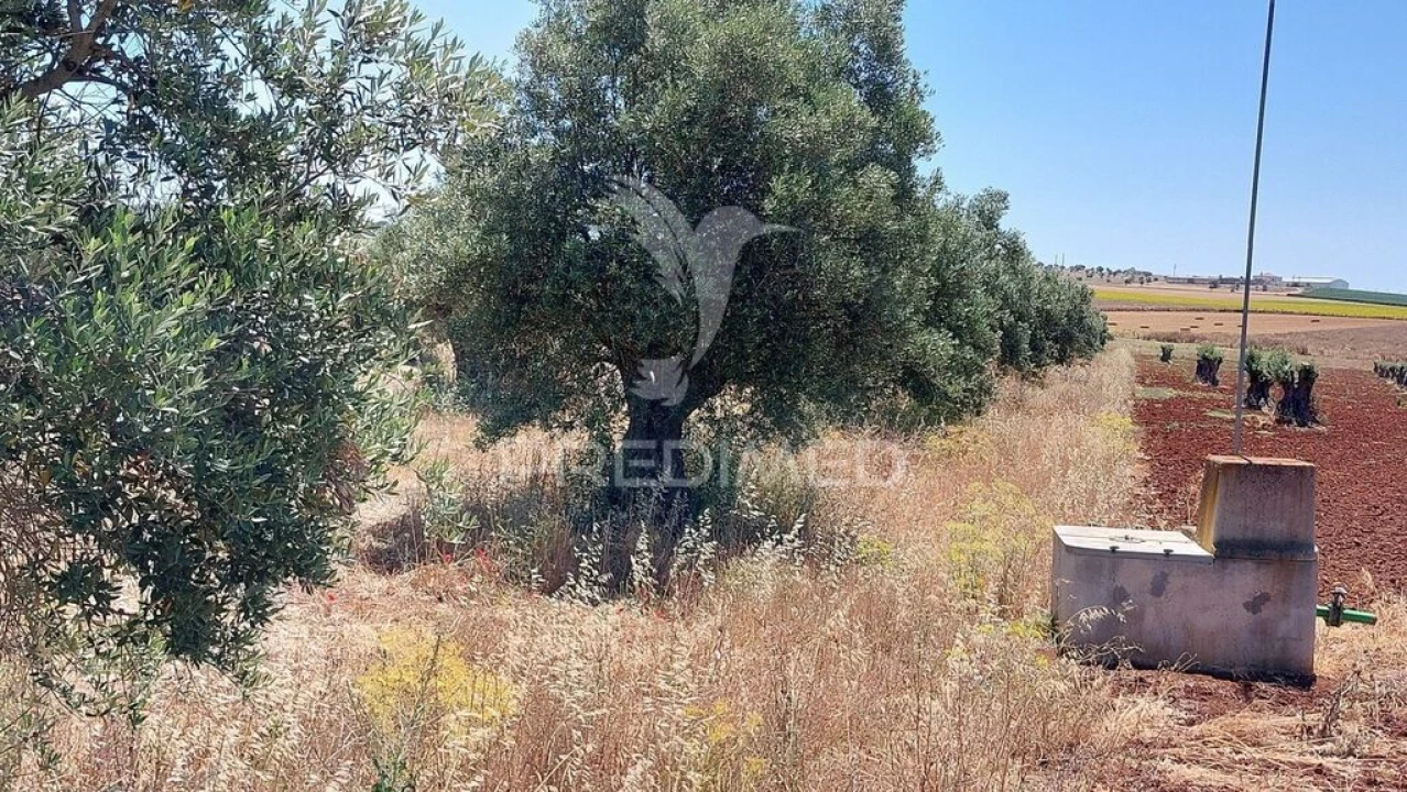 Terreno para Venda em Trigaches e São Brissos Foto 15