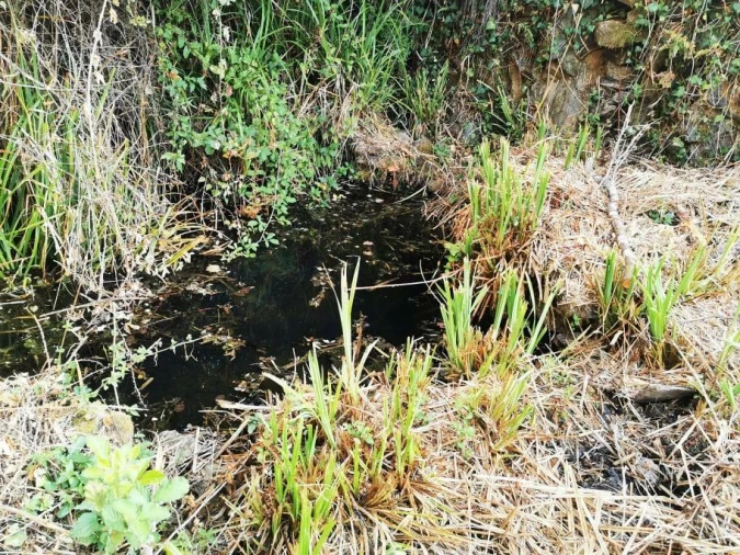 Quinta T8 para Venda em Sertã Foto 19
