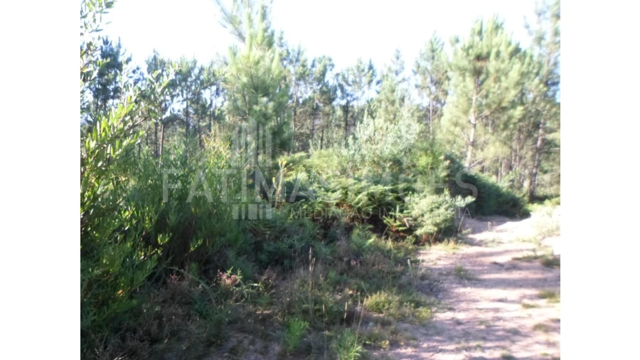 Terreno para Venda em Riba de Ancora Foto 2