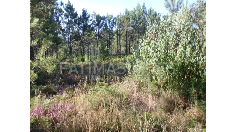 Terreno para Venda em Riba de Ancora Foto 4