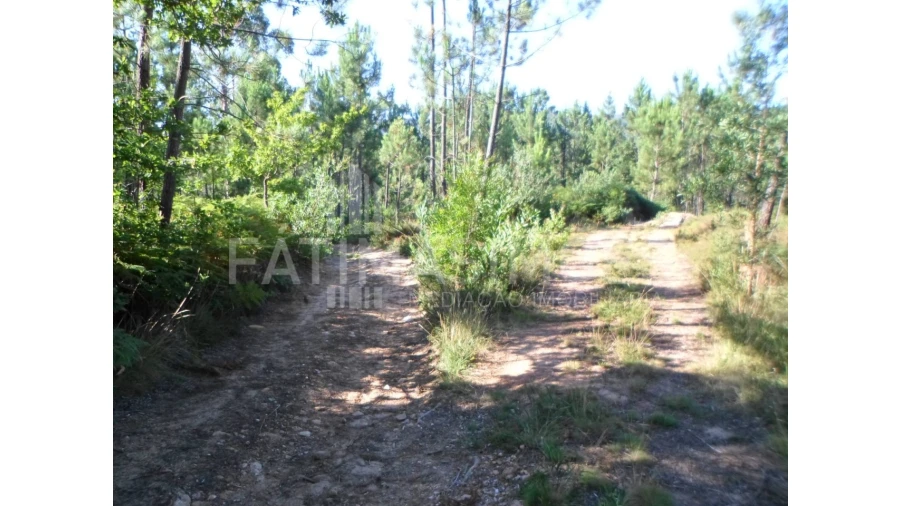 Terreno para Venda em Riba de Ancora Foto 6