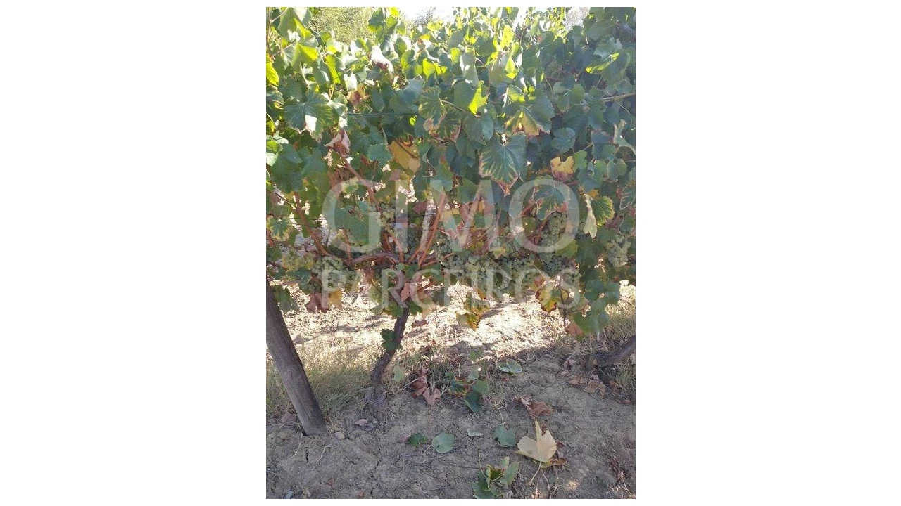 Terreno para Venda em Casal Comba Foto 9