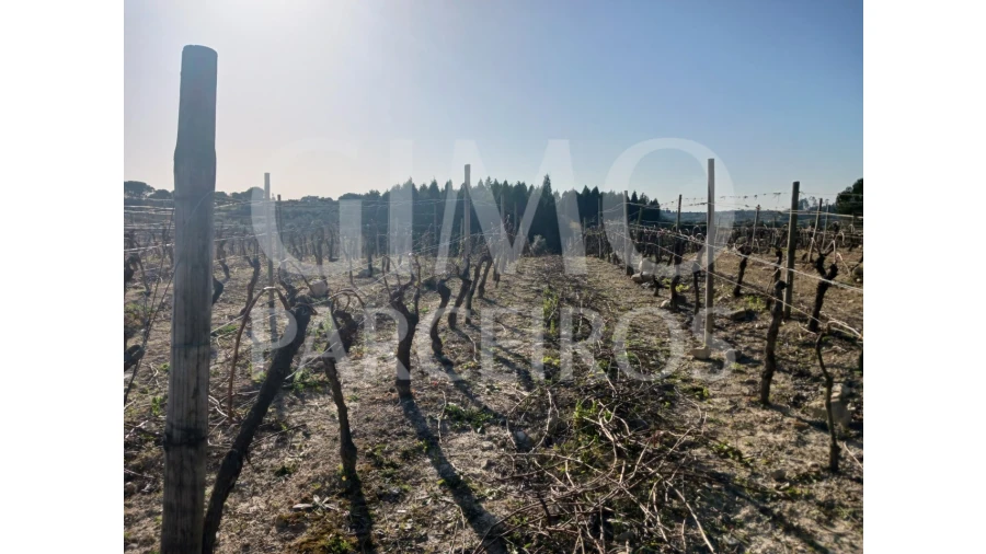 Terreno para Venda em Casal Comba Foto 3