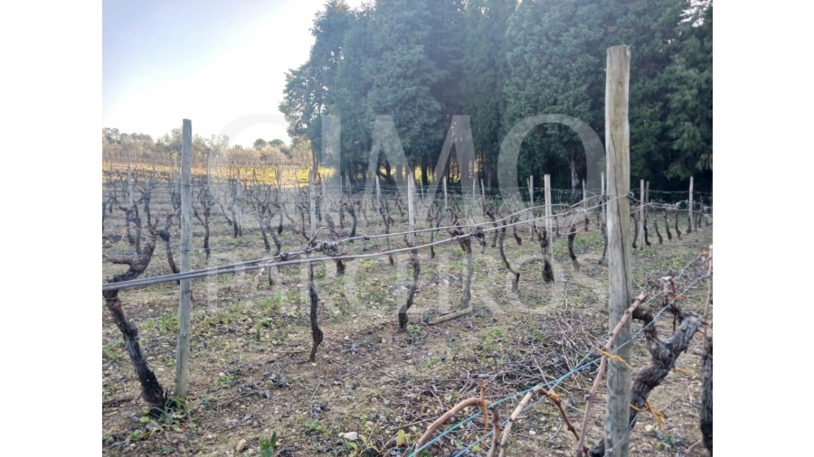 Terreno para Venda em Casal Comba Foto 4