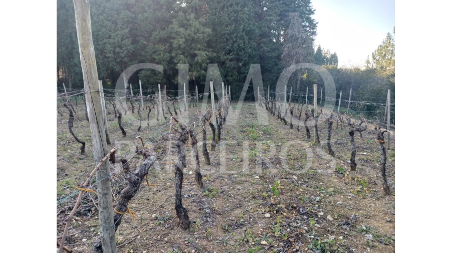 Terreno para Venda em Casal Comba Foto 5