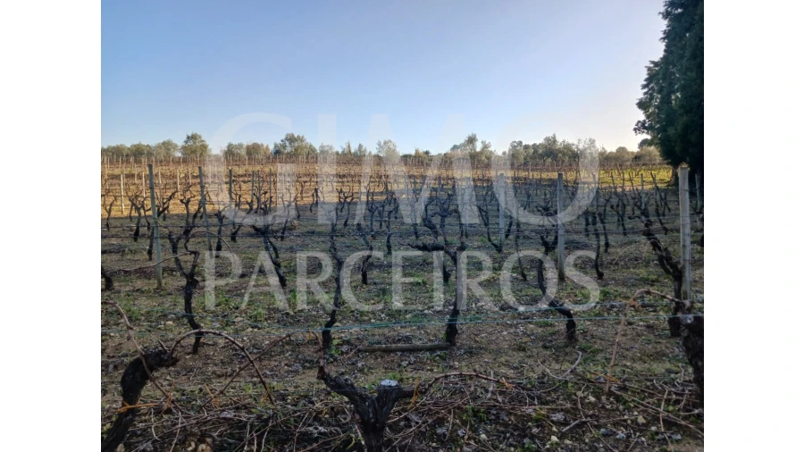 Terreno para Venda em Casal Comba Foto 7