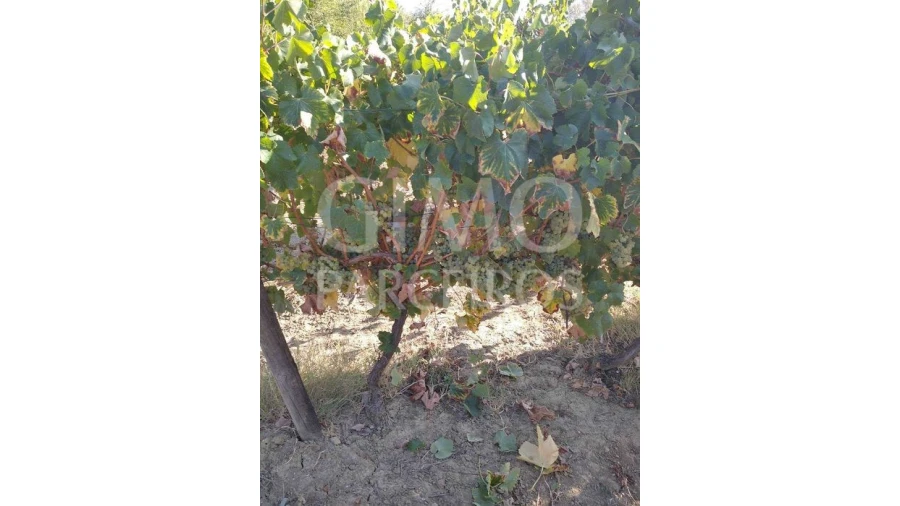 Terreno para Venda em Casal Comba Foto 9