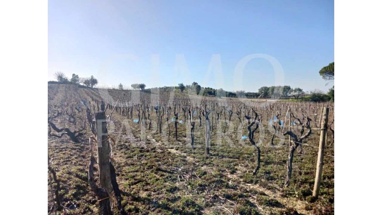 Terreno para Venda em Casal Comba Foto 2