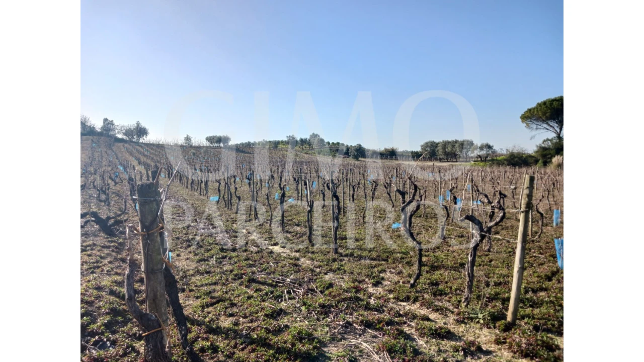 Terreno para Venda em Casal Comba Foto 3