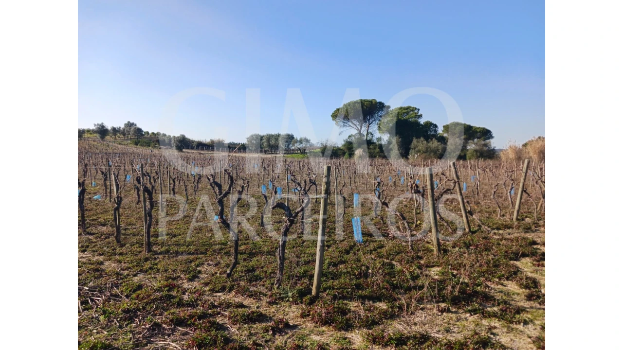 Terreno para Venda em Casal Comba Foto 4