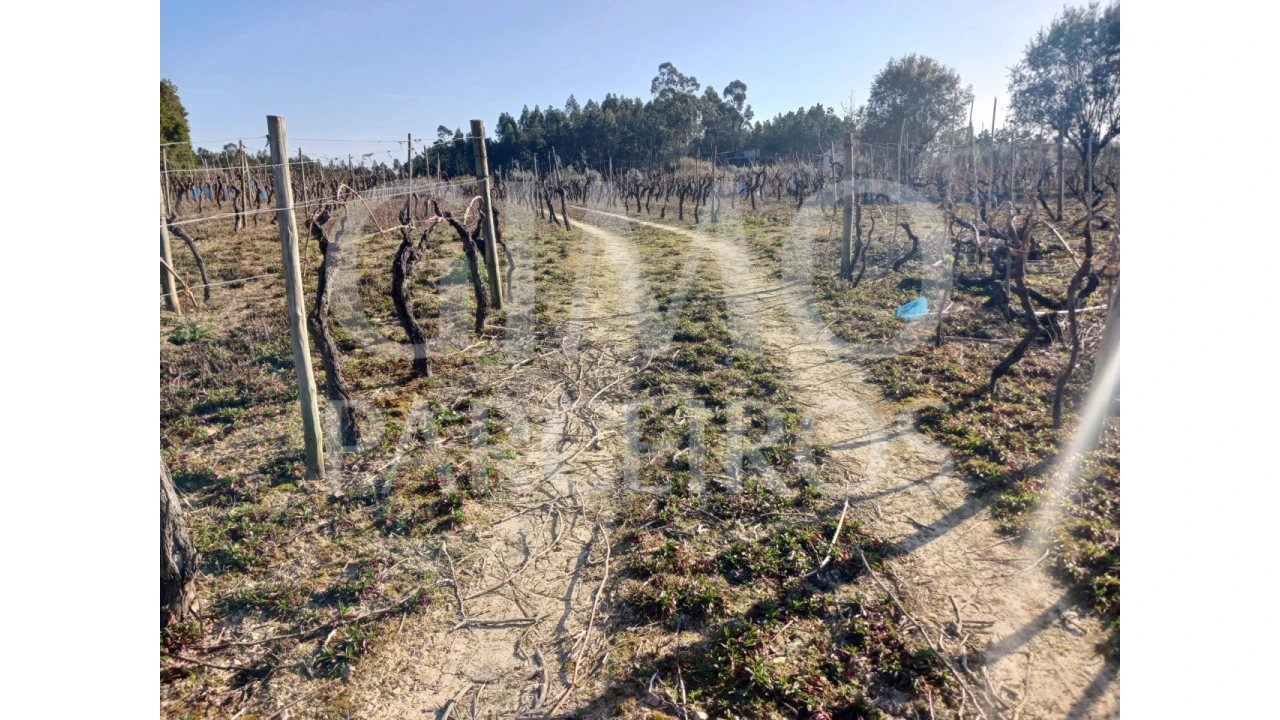 Terreno para Venda em Casal Comba Foto 13