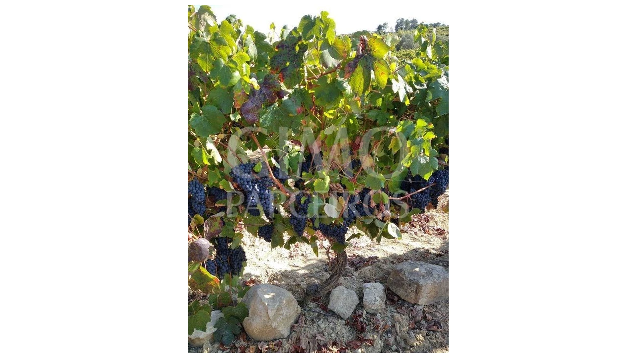 Terreno para Venda em Casal Comba Foto 7