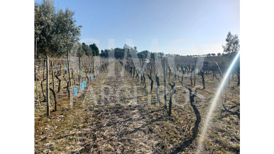 Terreno para Venda em Casal Comba Foto 6