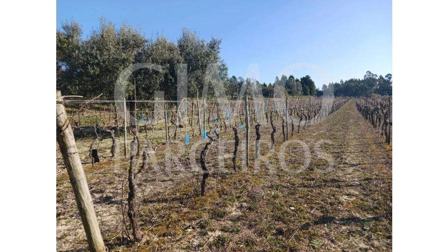 Terreno para Venda em Casal Comba Foto 8