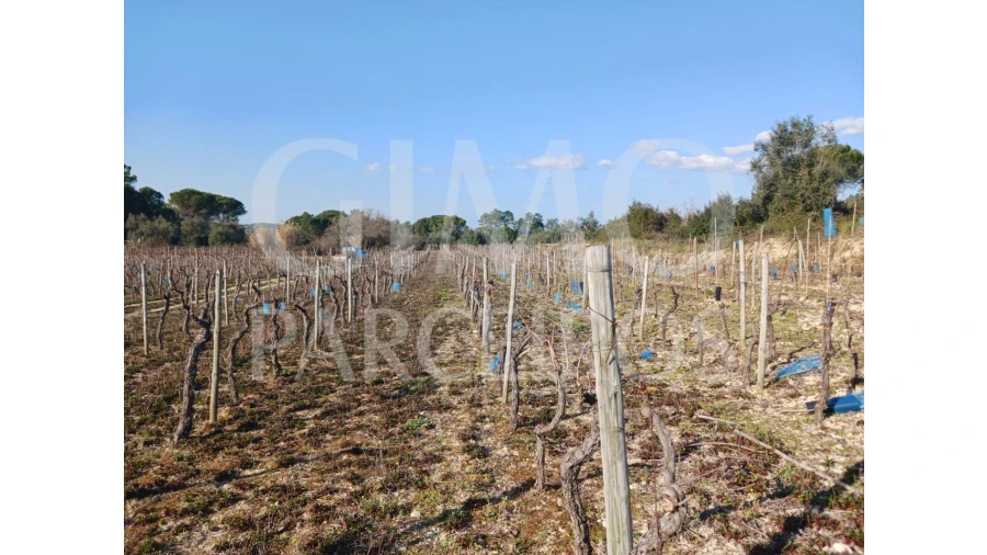 Terreno para Venda em Casal Comba Foto 11