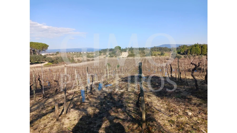 Terreno para Venda em Casal Comba Foto 9