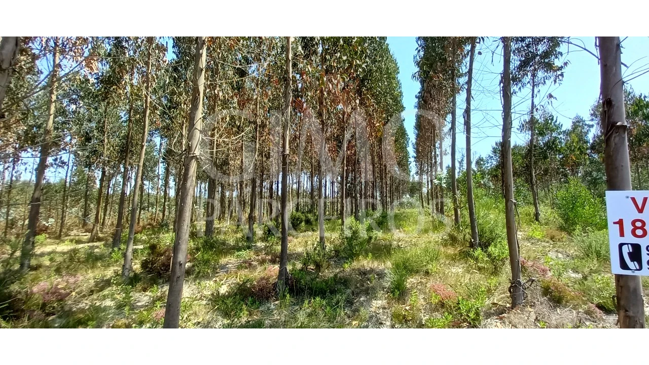 Terreno para Venda em Palhaça Foto 2