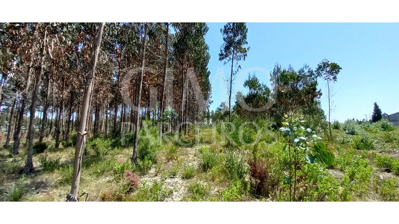 Terreno para Venda em Palhaça Foto 3