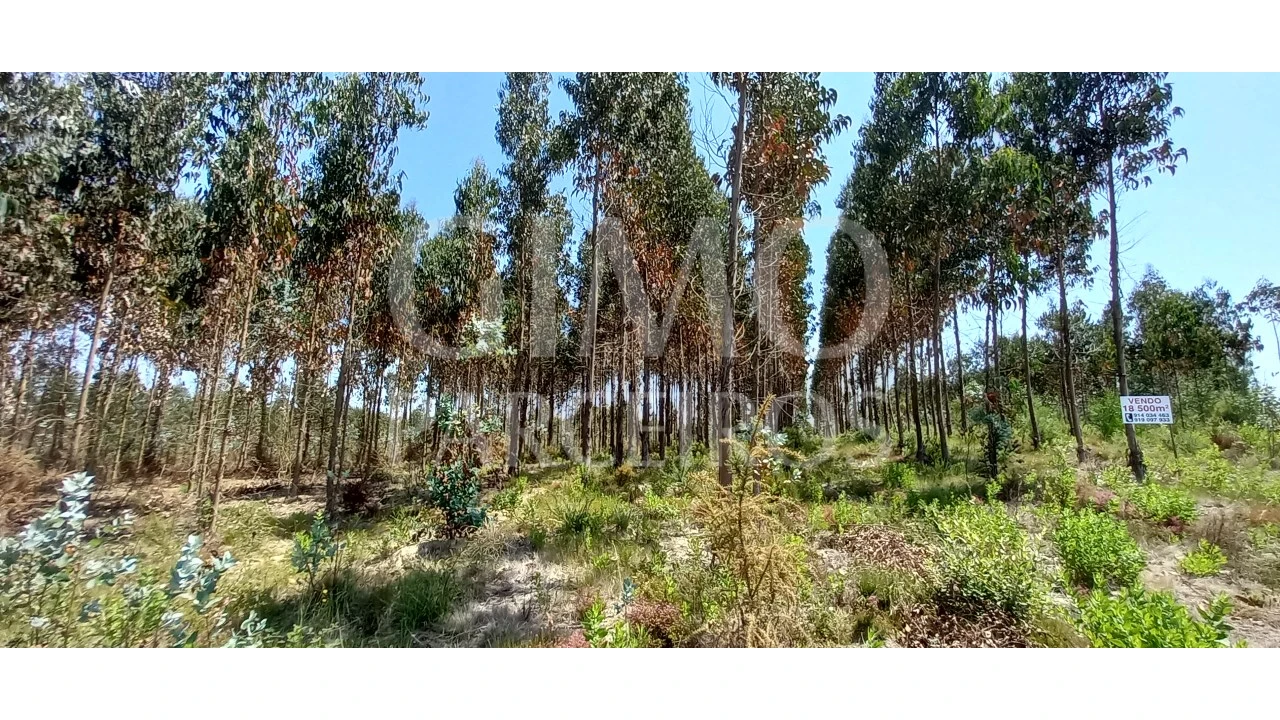 Terreno para Venda em Palhaça Foto 4