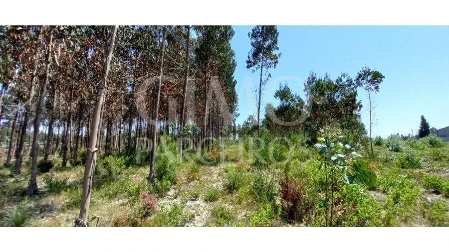 Terreno para Venda em Palhaça Foto 3