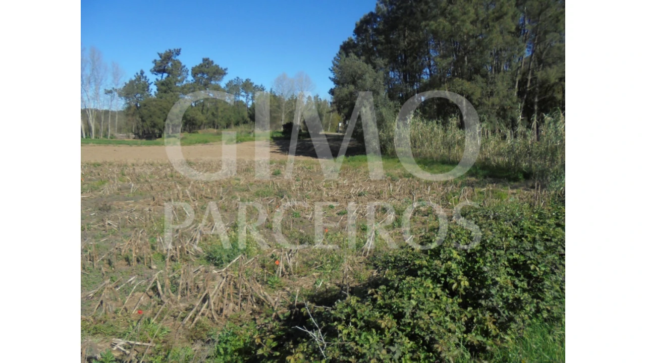 Terreno para Venda em Oiã Foto 6