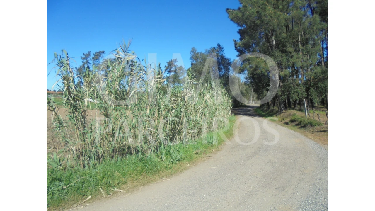 Terreno para Venda em Oiã Foto 10