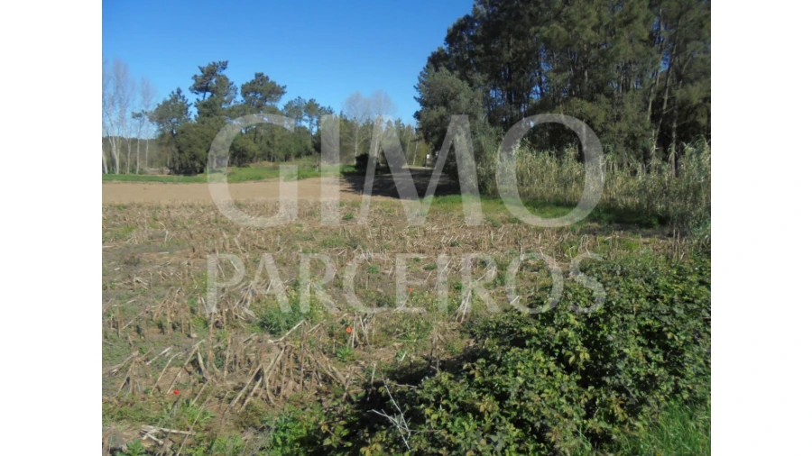 Terreno para Venda em Oiã Foto 6