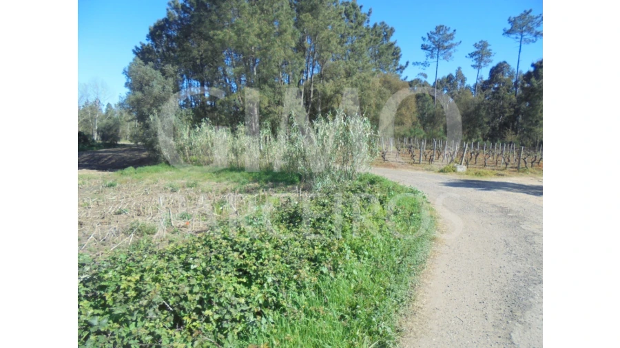 Terreno para Venda em Oiã Foto 8