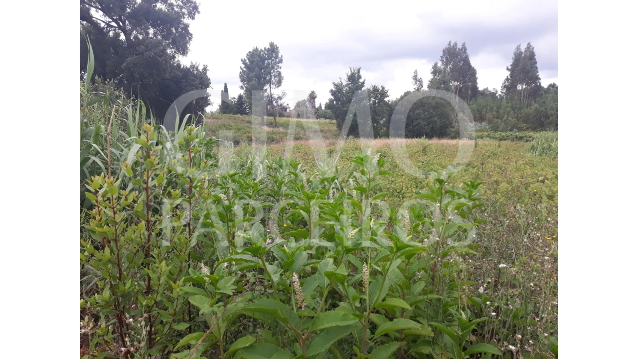 Terreno para Venda em Sangalhos Foto 4