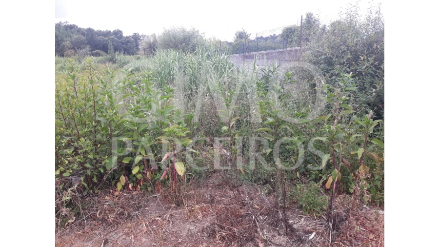 Terreno para Venda em Sangalhos Foto 7