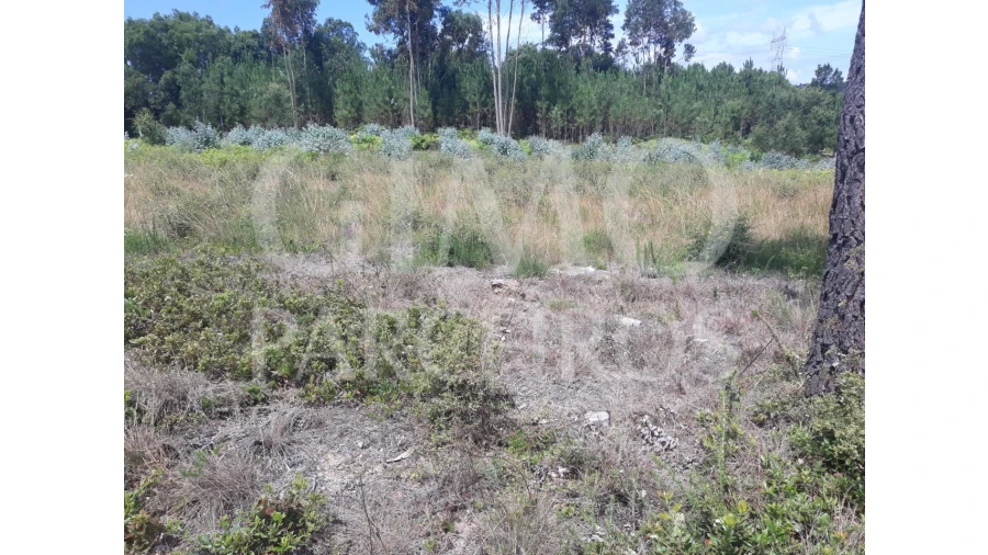 Terreno para Venda em Sangalhos Foto 10