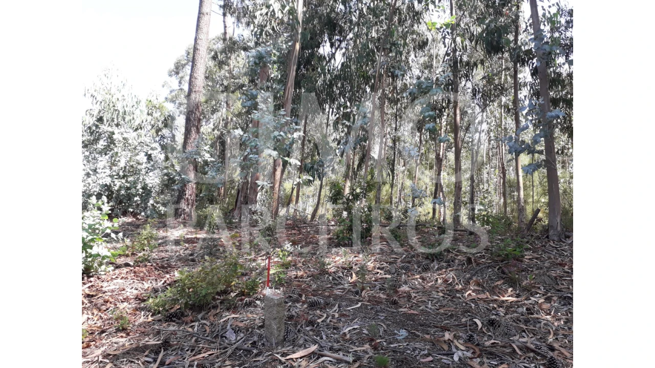 Terreno Agricola ou Rústico para Venda em Oliveirinha Foto 1