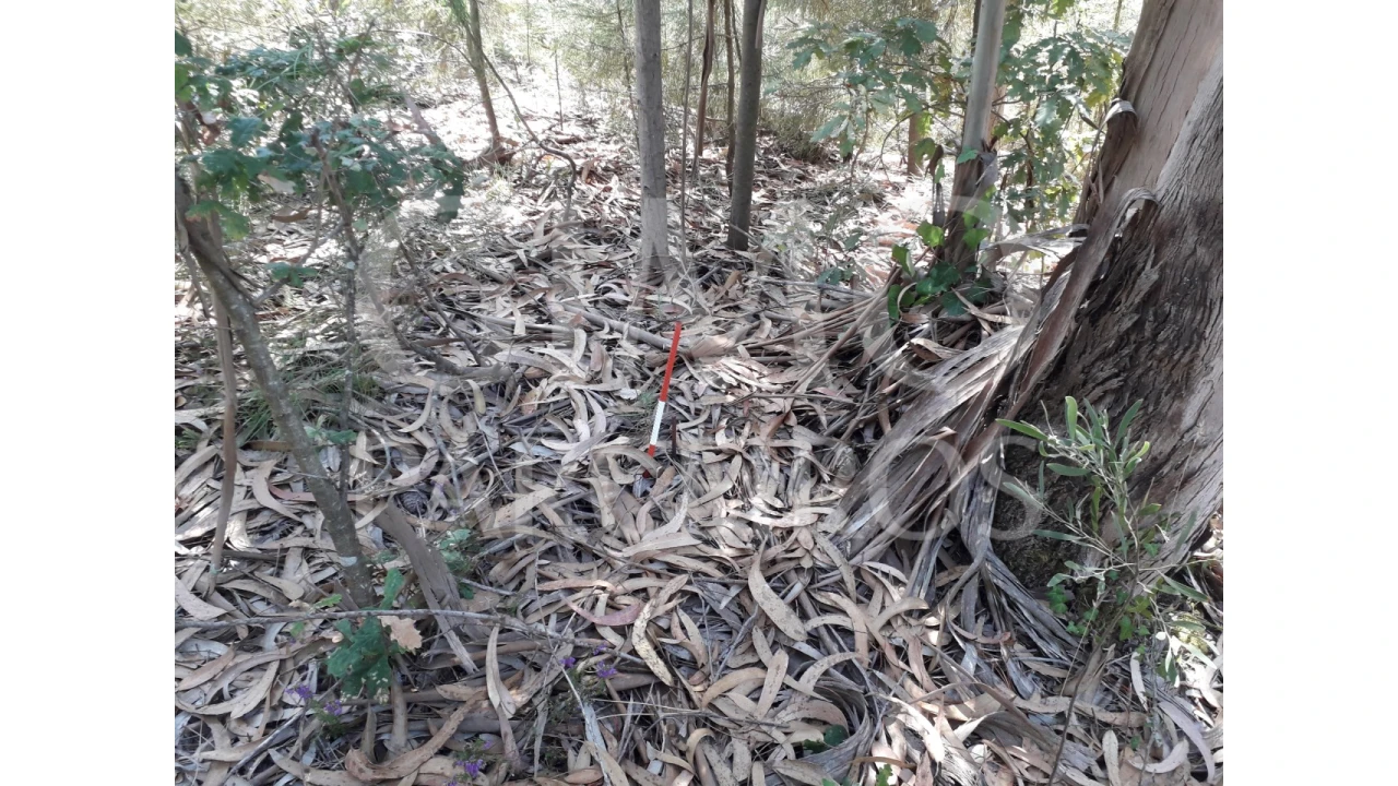 Terreno Agricola ou Rústico para Venda em Oliveirinha Foto 3
