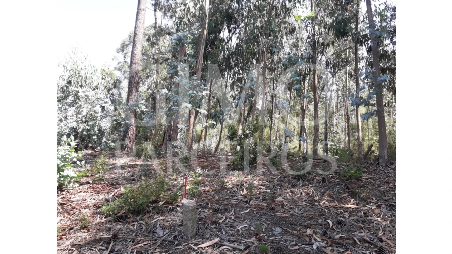 Terreno Agricola ou Rústico para Venda em Oliveirinha Foto 1