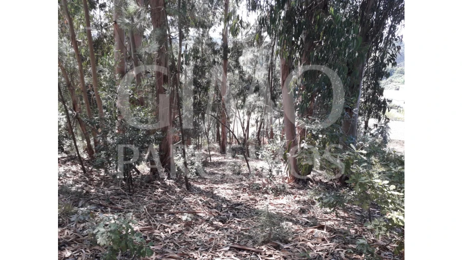 Terreno Agricola ou Rústico para Venda em Oliveirinha Foto 2