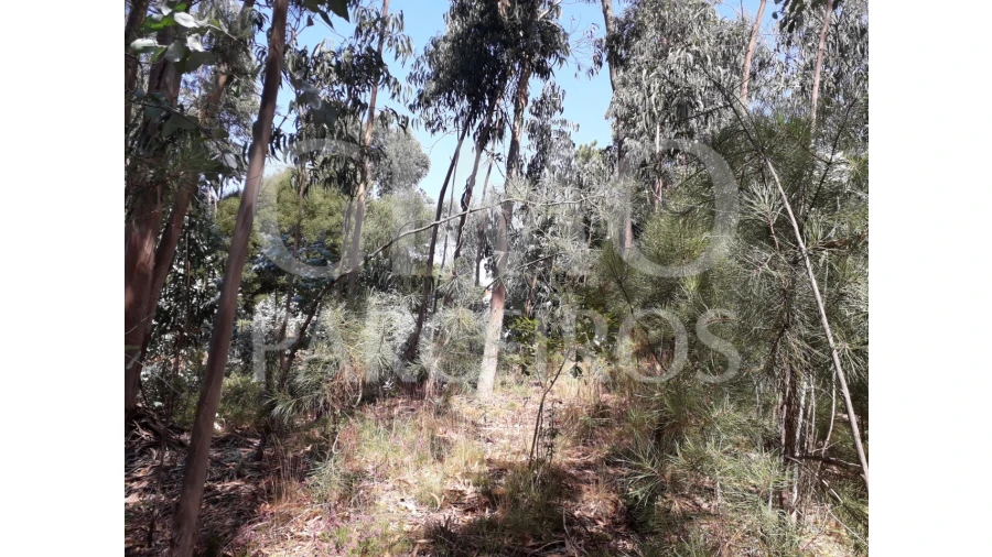Terreno Agricola ou Rústico para Venda em Oliveirinha Foto 4