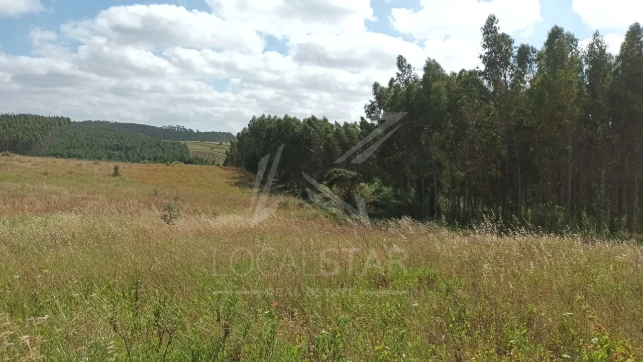 Terreno para Venda em Bombarral e Vale Covo Foto 2