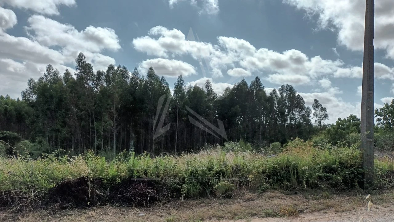 Terreno para Venda em Bombarral e Vale Covo Foto 10