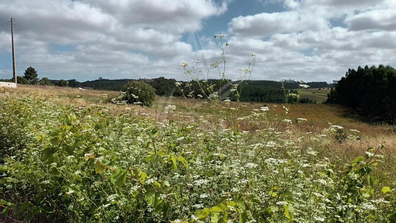 Terreno para Venda em Bombarral e Vale Covo Foto 9